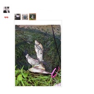 Bagua net 6 - 8 - 12 - 16 doors A SIMANO Fishing Tackle