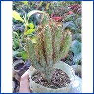 ▧ ◐ § Cactus / Cacti - Live Plant