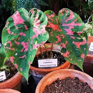 Keladi hybrid thai/ keladi thai murah/ keladi katak beracun / caladium poison dartfrog