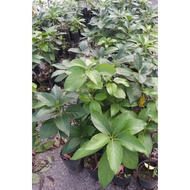 Avocado Hybrid Plant Jumbo Fruits Anak Pokok