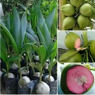 Bibit Kelapa Wulung Asli bibit kelapa ijo Wulung bibit kelapa Murah