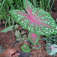 tanaman hias keladi red star/tanaman keladi hias/tanaman indoor