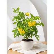 Tecoma stans Live Plant | Yellow Bells | Yellow Trumpet | Tecoma stans | Bunga Trumpet Kuning | 黄钟花