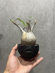 羅本製所 花盆 pog 象牙宮
