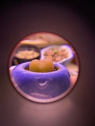 毛漢尼肉錐 迷你多肉植物