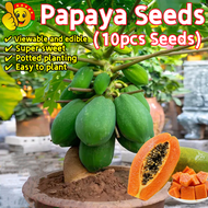 100% Original Dwarf Papaya Seeds for Sale (Fresh 10pcs Seeds) 木瓜种子 Benih Betik Sekaki Renek Benih Po