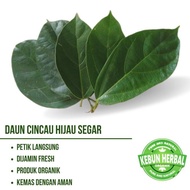 Daun Cincau Hijau Segar 1kg Cincau Perdu - herbal organik .Asli