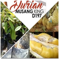 canvas painting Hot Selling Anak Pokok Durian Musang King