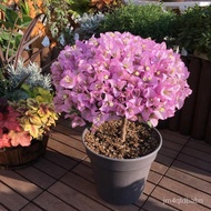 100 Seeds Dwarf Bougainvillea Seeds for Planting Bougainvillea Spectabilis Willd Potted Flowering Se