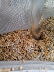 本草堂手作油坊 台灣製造 手工冷壓初榨 白芝麻油 玻璃易碎只宅配