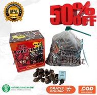 (TERLARIS)BENIH KECAMBAH sawit PPKS SMB/239 MEDAN Asli isi 250 butir BERSERTIFIKAT BELI 1 free serfi