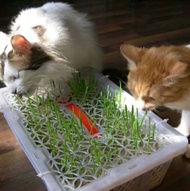 Rumput Kucing Bibit Rumput Makanan Kucing Bibit Tanaman Anjing Kelinci