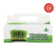 Kin Yan Wheatgrass Growing Kit