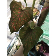 4 Caladiums Red Spot Caladium