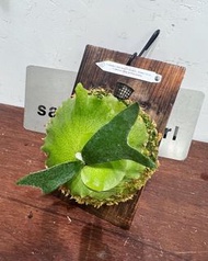 P. Willinckii cv. Sallor Venus, P. Willinckii cv. Schofeld Tatsuta, P. bifercatum Special 'Borthong 