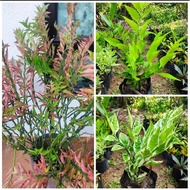 Devil Backbone/Euphorbia Tithymaloides