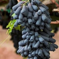 BIBIT ANGGUR MANIS TANPA BIJI