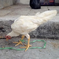 Ayam Kampung Jantan Putih Mulus #Gratisongkir