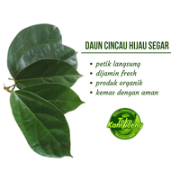 TERMURAH DAUN CINCAU HIJAU SEGAR 1KG - DAUN KIPANAS - Dipetik langsung dijamin segar