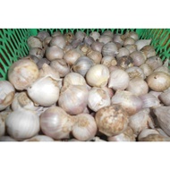 Bawang putih tunggal 1 kg /bawang Lanang/BAWANG MURAH