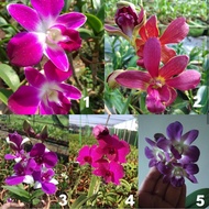 Anggrek Dendro Dewasa Hybrid