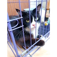 Kucing Persia BETINA TIDAK FREE ADOPSI hargakeranjang pengiriman