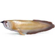 Children's solid simulation freshwater fish arowana gold dragon fish silver dragon fish red dragon f