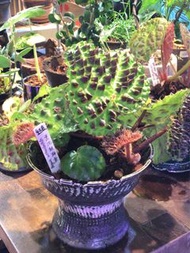 黑泡秋海棠  Begonia Melanobullata