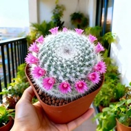 Clearance Sale Jade Cactus Flowering Potted Plant Office Desk Succulent Plant Computer Indoor Balcon