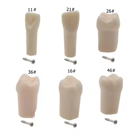 Dental Typodont Practice Teeth Model Individual Replacement Teaching Resin Filling Training Compatib