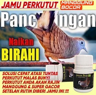 JAMU BURUNG PERKUTUT MANGGUNG BOCOR ISI 100 BUTIR jago manggung super gacor raja gacor jos jpj super