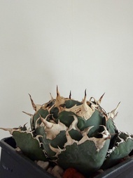 白鯨 龍舌蘭 嚴龍