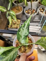 (紀錄用非賣品) 迷彩粗肋草 鎖雲 Aglaonema pictum