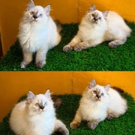 kucing persian himalayan betina cemong cantik