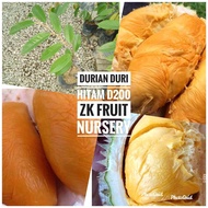 Anak Pokok Durian Duri Hitam D200