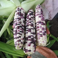 HYBRID SUGAR WAXY CORN - (20 seeds) Bi-Color