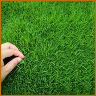 ▰ ☃ ☼ BERMUDA GRASS SEEDS (300 seeds) - Green Grass Seeds for Planting Gardening