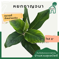 หยกกาญจนา ต้นหยกกาญจนา กระถาง 8 นิ้ว อโกลนีมา aglaonema