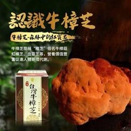☆品味百貨家電館☆【JJ】頂級台灣牛樟芝椴木子實體滴粒/舌下吸收滴丸