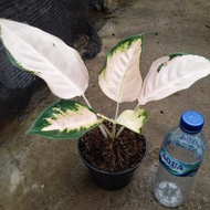 Tanaman Hias Aglaonema Aglonema Kochin Escada Realpict [Ready]