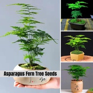High Quality Bonsai Seeds (50pcs/bag) Asparagus Fern Tree Seeds for Sale Evergreen Dwarf Asparagus Fern Plant Seeds Lucky Plant Asparagus Fern Seeds for Planting Indoor Ornamental Plants Air Plants Real Live Plants for Sale Flowers Home Garden Decoration
