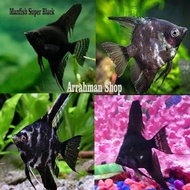 ikan hias manfish super blak - manfish black - ikan hias manfish hitam paling dicari terlaris hiasan