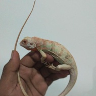 Iguana Red Snow