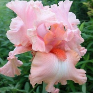 100pcs Rare Iris, Iris Seeds, Bonsai Flower Seeds, Heirloom Iris Tectorum Perennial Flower Seeds, Pl