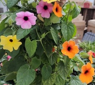 Climbing vine Susan seed Black-eyed Susan potted balcony flower garden climbing plant perennial clim