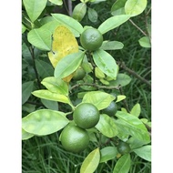 124.Lime Seeds 10pcs Free Normal Mail in Sg