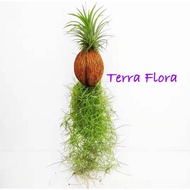 (PP 1) REAL LIVE AIR PLANT & SPANISH MOSS (READY STOCK) TILLANDSIA IONANTHA AIRPLANT + USNEOIDES (PO