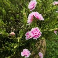 [MURAH] Bunga Ros Jepun /Keratan Rose Jepun/ Pokok Pukul 10 Pagi