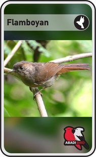 BURUNG FLAMBOYAN TANGERANG