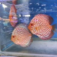 IKAN DISCUS PIGION INDUKAN